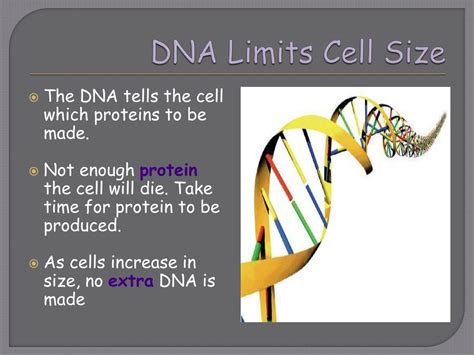 Why does DNA limit cell size?