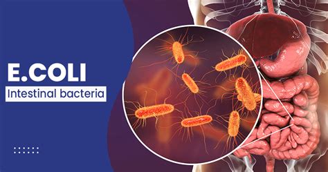 Why does E. coli have tryptophanase?