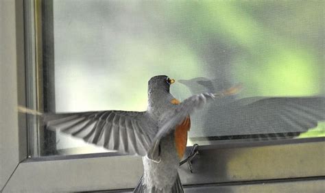 Why does a bird peck at my window every morning?