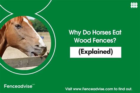 Why does a horse eat wood?