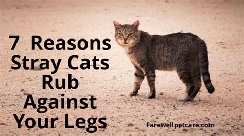 Why does a stray cat rub against my legs?
