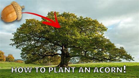 Why does an acorn become an oak tree?