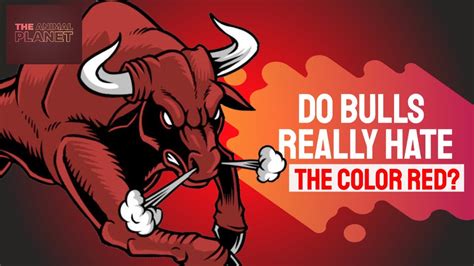 Why does bull hate red?
