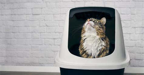 Why does cat cry in litter box?