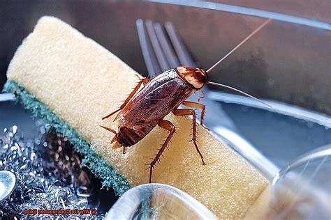 Why does cockroach exist?