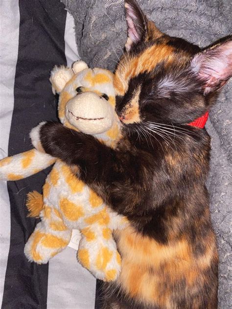 Why does cuddling with a stuffed animal feel good?
