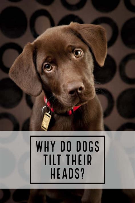 Why does dog tilt head when I talk?