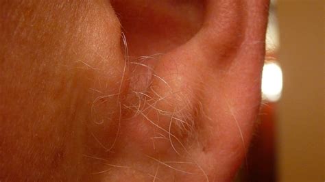 Why does ear hair grow as we age?