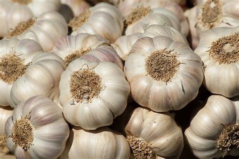 Why does garlic take so long to grow?