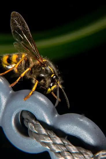 Why does gasoline kill wasps?