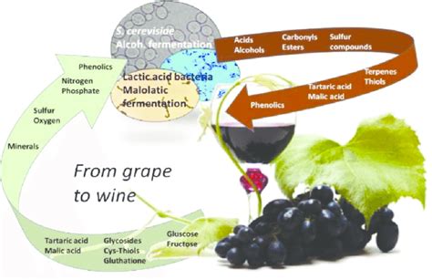 Why does grape juice not turn into wine?