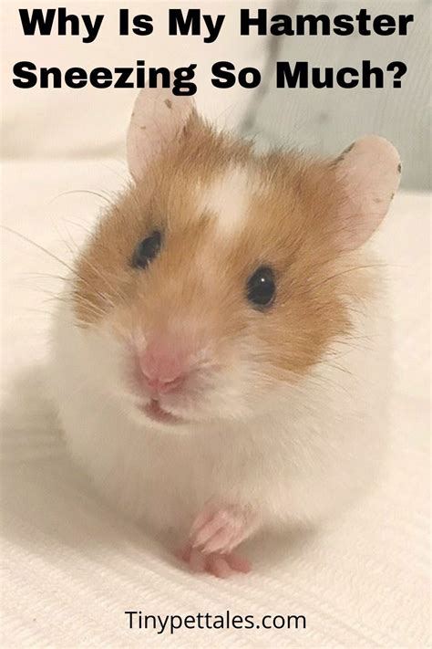 Why does it sound like my hamster is sneezing?
