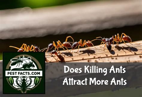 Why does killing ants attract more?