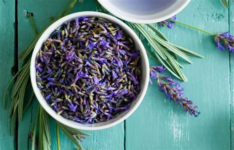Why does lavender smell bad for some people?