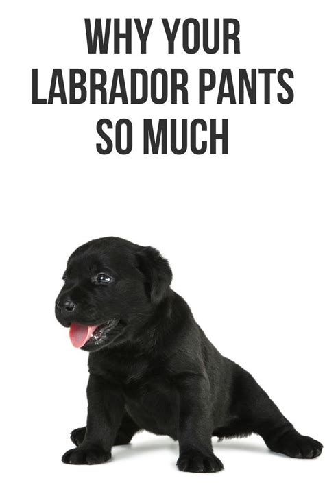 Why does my 14 year old lab pant so much?
