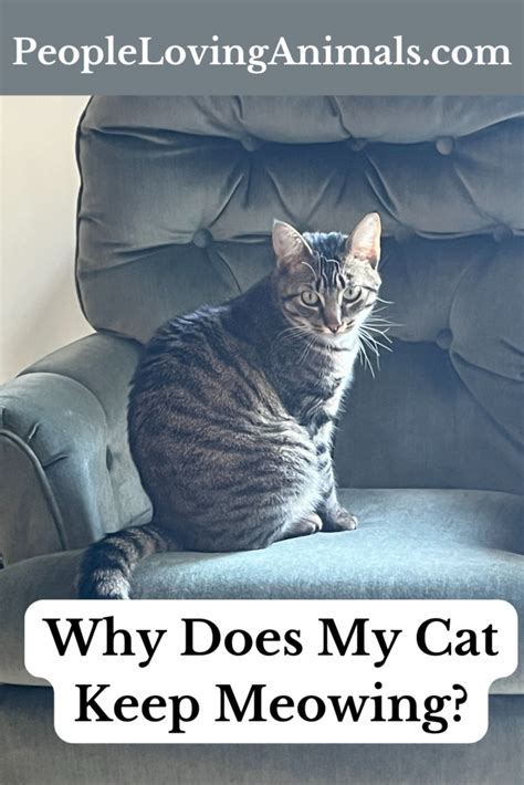 Why does my 21 year old cat keep meowing?