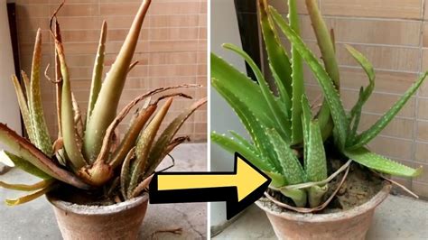 Why does my aloe plant hate the sun?