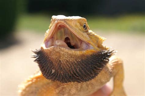 Why does my bearded dragon open his mouth at me?