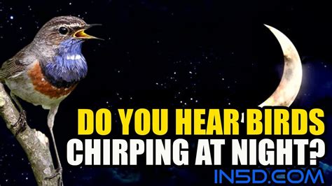 Why does my bird scream at night?