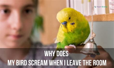 Why does my bird scream when I leave the room?