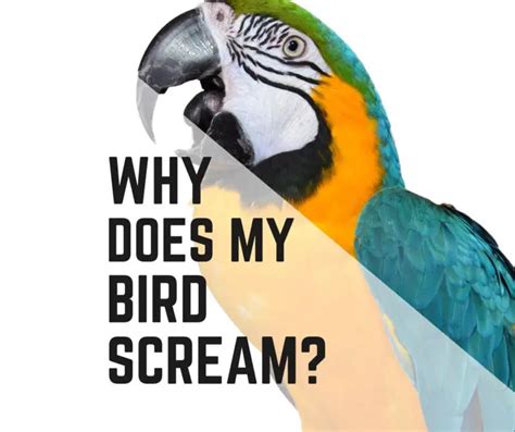 Why does my bird scream when he sees me?