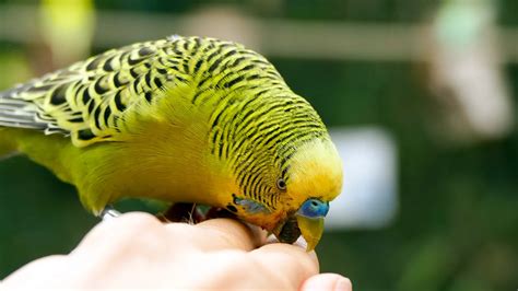 Why does my budgie bite me gently?