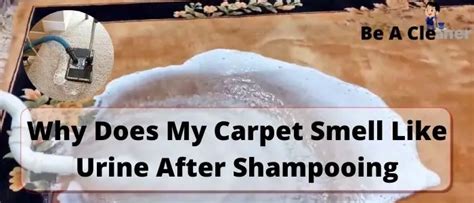 Why does my carpet smell like urine after shampooing?