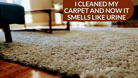 Why does my carpet still smell like urine after professional cleaning?
