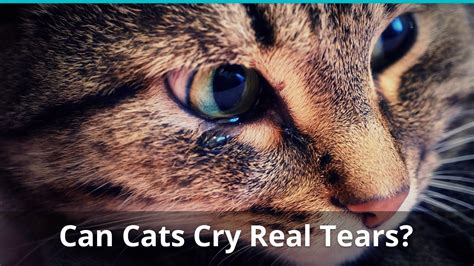 Why does my cat cry real tears?