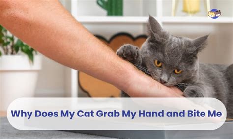 Why does my cat grab my hand and bite it gently?