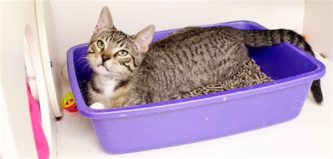 Why does my cat hate when I change the litter box?