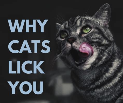 Why does my cat lick me?