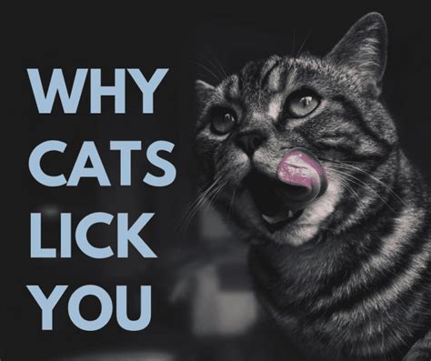 Why does my cat lick me relentlessly?