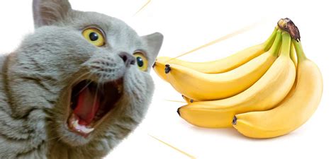 Why does my cat like banana?
