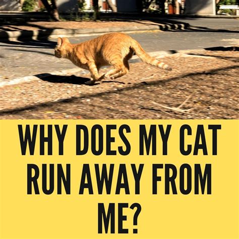 Why does my cat run when I call her?