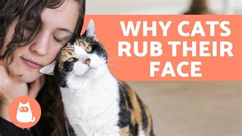 Why does my cat shove his face in my face?