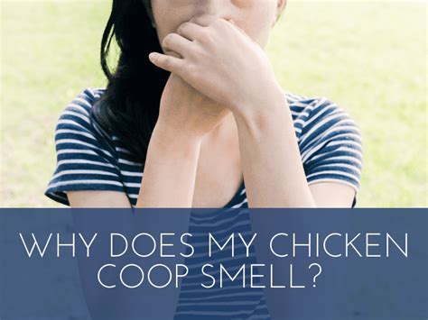 Why does my chicken coop smell so bad?