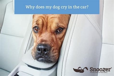 Why does my dog care when I cry?