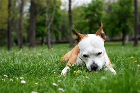 Why does my dog keep trying to eat grass and weeds?