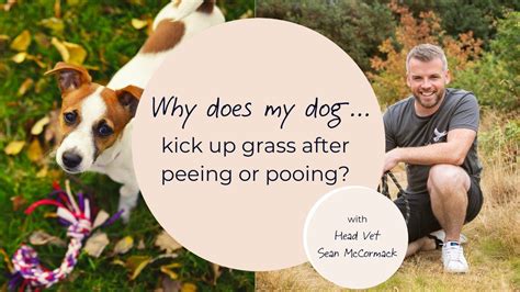 Why does my dog kick after peeing?