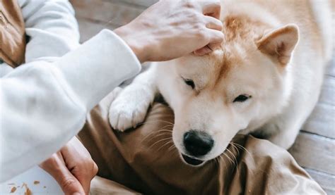 Why does my dog kiss me on the lips?