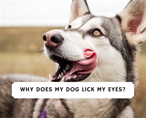 Why does my dog lick away my tears?