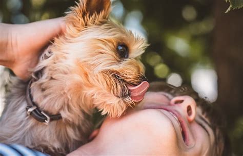 Why does my dog lick me when we cuddle?