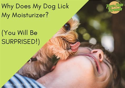 Why does my dog lick my Moisturiser?