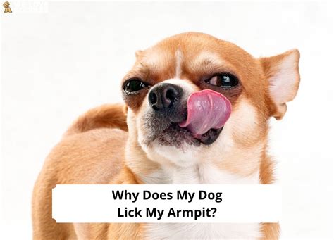Why does my dog lick my armpits?