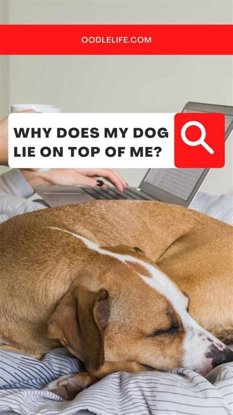 Why does my dog lie on me?