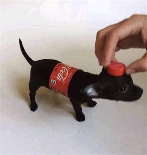 Why does my dog like Coca Cola?