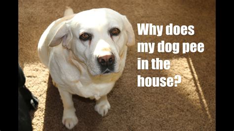 Why does my dog pee when the doorbell rings?