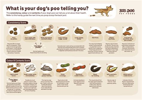 Why does my dog poop after eating rice?