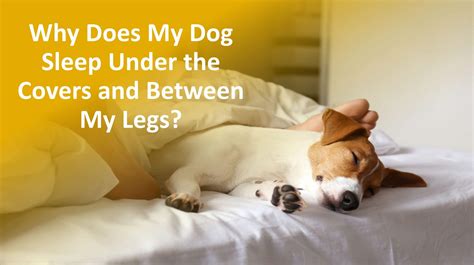 Why does my dog sleep behind my knees?
